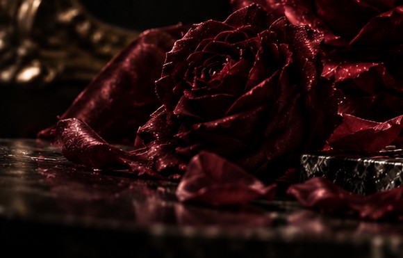 Dark red roses and fallen petals on a reflective black surface